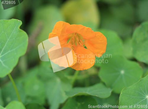 Image of Nasturtium