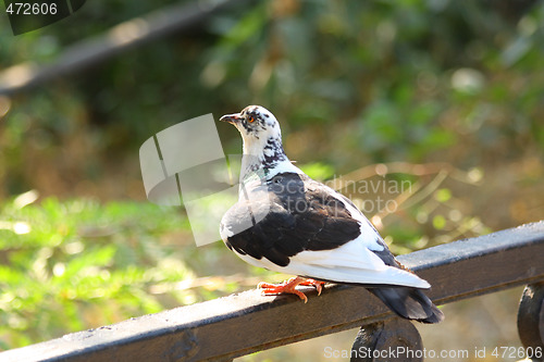 Image of Pigeon