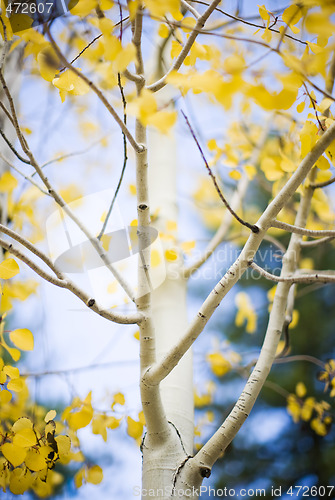 Image of yellow leaves on aspen