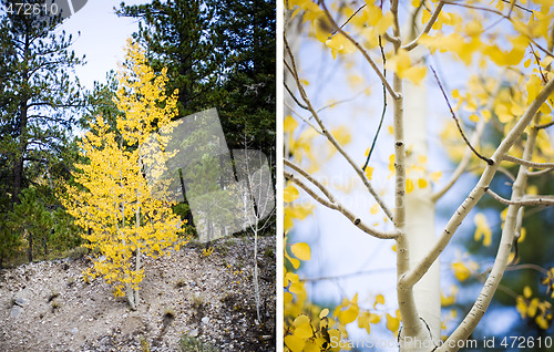 Image of aspen trees and leaves