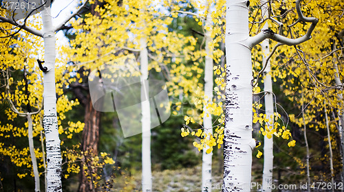 Image of apen trees in forest