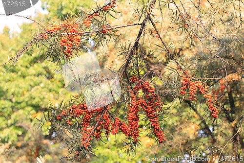 Image of Sea-bucktorn tree