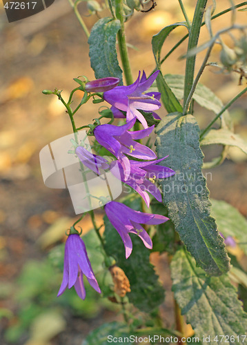 Image of Autumn bluebells