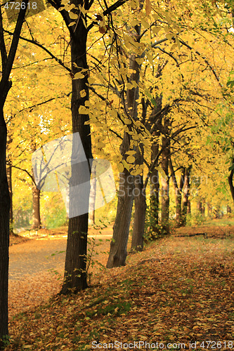 Image of Poplar alley