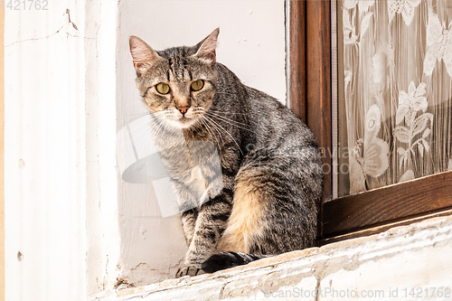 Image of a cute cat outside at the window