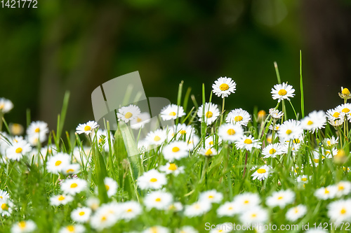 Image of daisy flowers meadow background