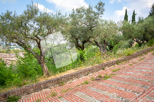 Image of some olive trees on a red brick road in Italy