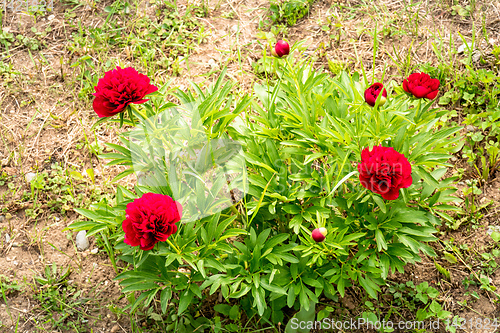 Image of red peony flower in the garden