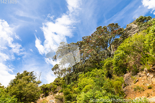 Image of pohutukawa tree with red blossom