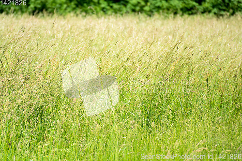 Image of natural grass meadow rural background