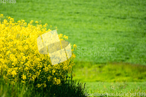 Image of rape field spring background