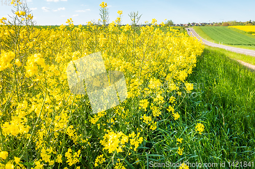 Image of rape field spring background