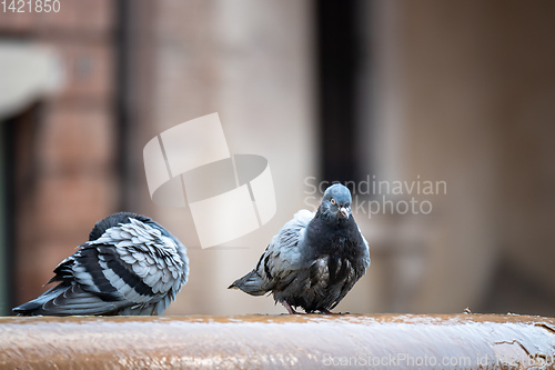 Image of Pigeon at the well