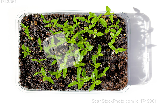 Image of group of small green pepper sprouts