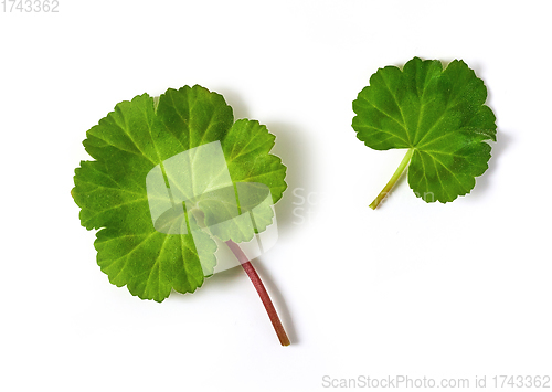 Image of fresh green flower leaves