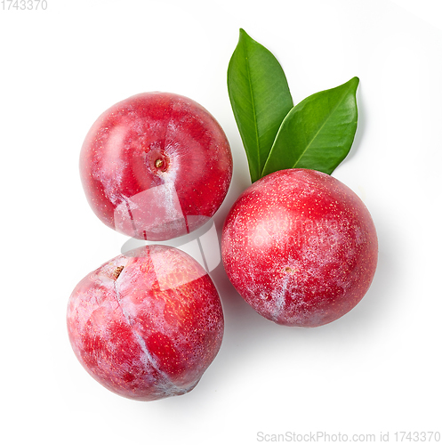 Image of fresh red plums