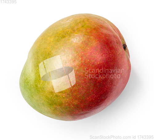 Image of fresh raw mango fruit