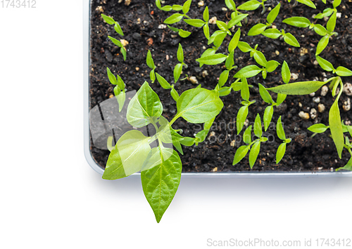 Image of group of small green sprouts 