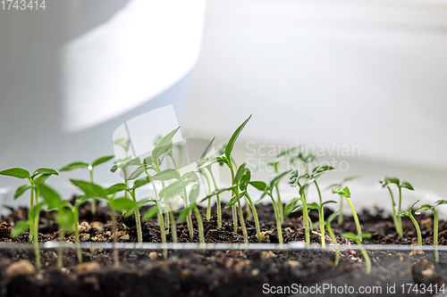 Image of group of small green sprouts 