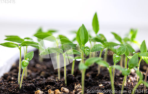 Image of group of small green sprouts 