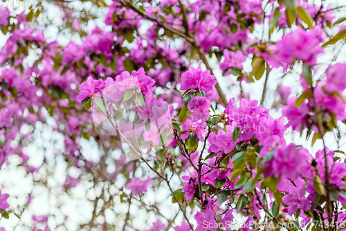 Image of pink flowering rhododendron