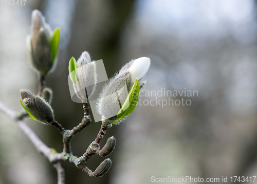 Image of magnolia flower buds