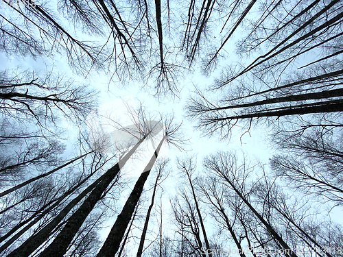 Image of trees without leaves