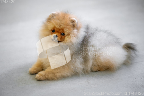 Image of portrait of pomeranian spitz puppy