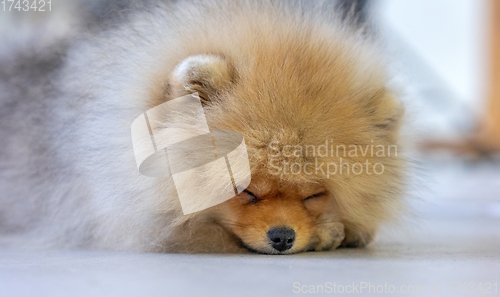 Image of portrait of pomeranian spitz puppy