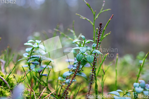 Image of forest plants macro