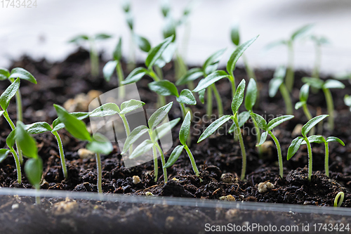 Image of group of small green sprouts 