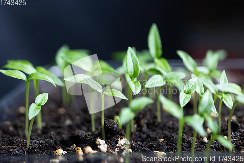 Image of group of small green sprouts 