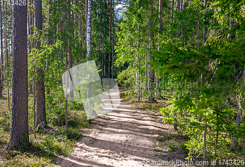 Image of footpath through an overgrown forest