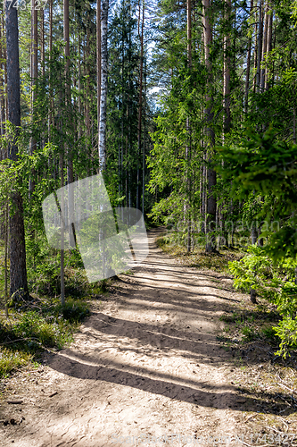 Image of footpath through an overgrown forest