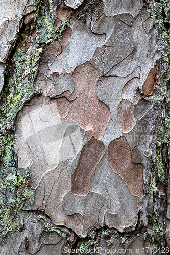 Image of pine skin macro