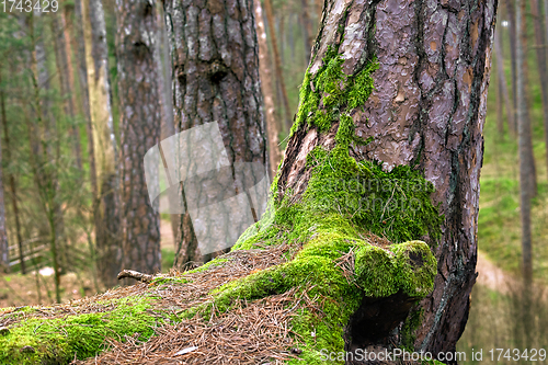 Image of moss on old pine trunk