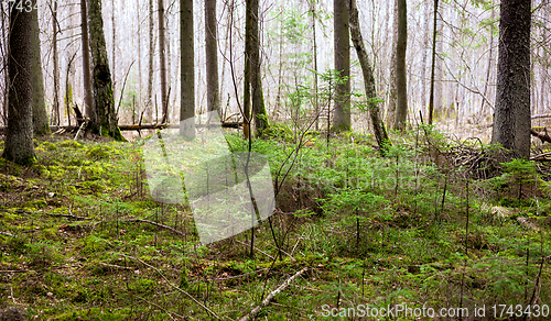 Image of old overgrown forest