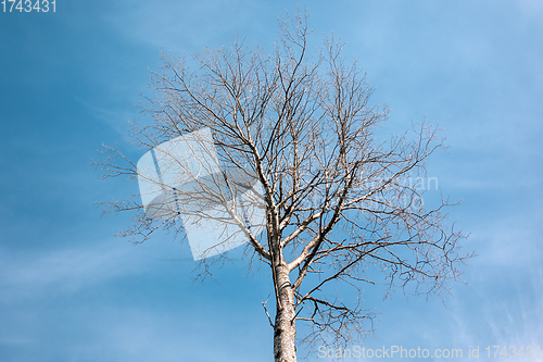 Image of tree without leaves