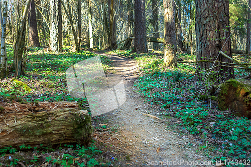Image of footpath through an overgrown forest