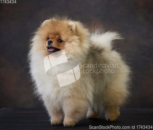 Image of portrait of pomeranian spitz puppy