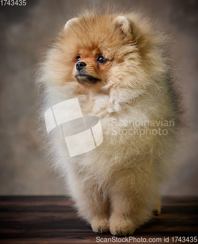 Image of portrait of pomeranian spitz puppy