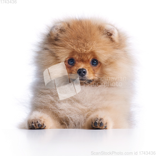 Image of portrait of pomeranian spitz puppy