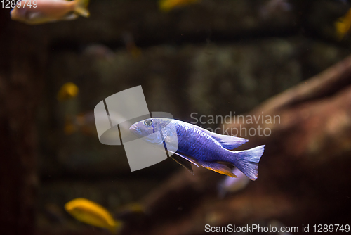 Image of aquarium with colorful fishes