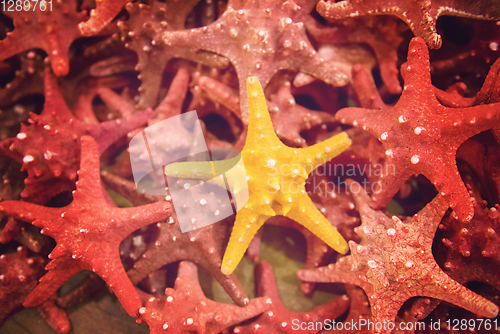 Image of Plenty starfish