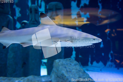 Image of shark swimming in aquarium