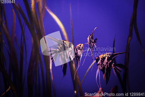 Image of aquarium with colorful fishes