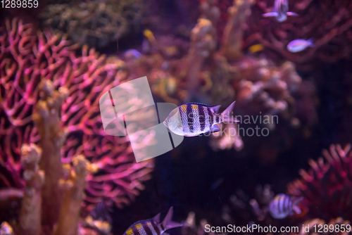 Image of aquarium with colorful fishes