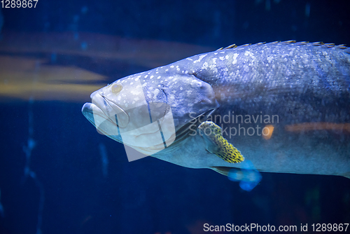 Image of fish swimming in aquarium