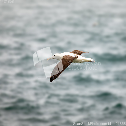 Image of Albatross bird in the sky