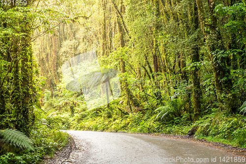 Image of rain forest New Zealand